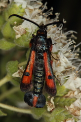 Chamaesphecia chalciformis