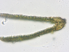 Fissidens osmundioides