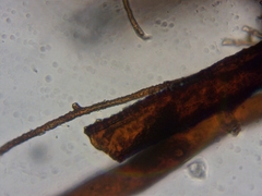 Fissidens osmundioides
