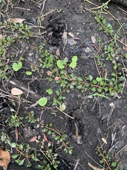 Odocoileus virginianus