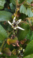 Passiflora bogotensis