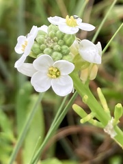 Cakile lanceolata