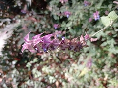 Salvia mocinoi