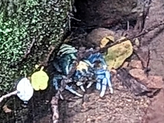 Euastacus sulcatus