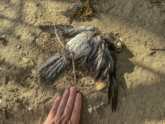 Procellariidae