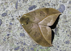 Automeris zugana