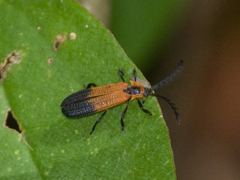 Lycinae
