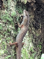 Saproscincus spectabilis