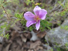 Rosa minutifolia