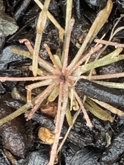 Claytonia exigua