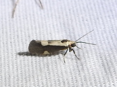 Cisthene conjuncta