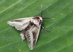 Megalopygidae