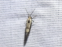 Cisthene conjuncta