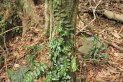 Arthropteris tenella