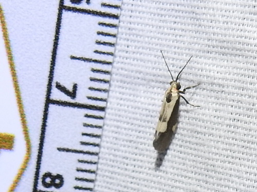 White-streaked Lichen Moth photo 2