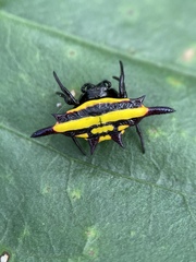 Gasteracantha fornicata