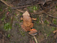 Physalaemus nattereri