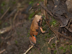 Physalaemus nattereri