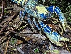 Euastacus sulcatus