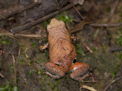 Physalaemus nattereri