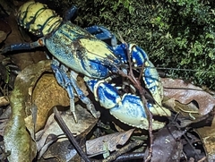 Euastacus sulcatus