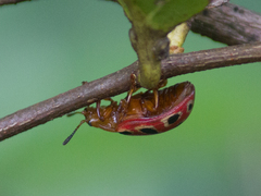 Stilodes duodecimmaculata