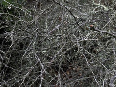 Ceanothus oliganthus sorediatus