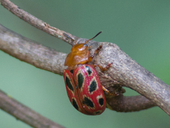 Stilodes duodecimmaculata