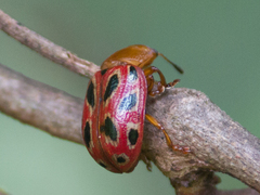 Stilodes duodecimmaculata