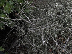 Ceanothus oliganthus sorediatus