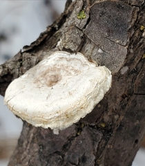 Neofavolus americanus