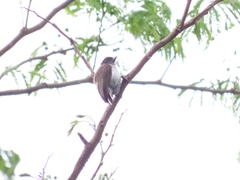 Picumnus granadensis