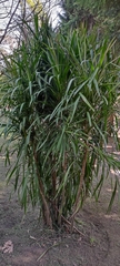 Cordyline stricta