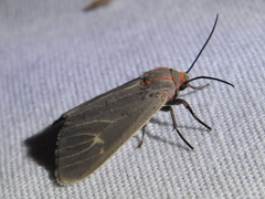 Pygarctia pterygostigma