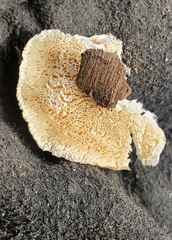 Neofavolus americanus