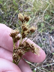 Rhynchospora microcarpa