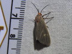 Pygarctia pterygostigma