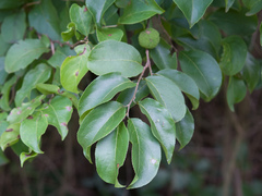 Casearia rupestris