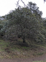 Quercus parvula