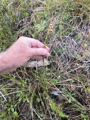 Rhynchospora microcarpa