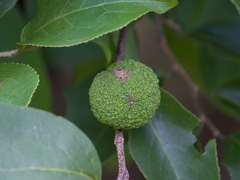 Casearia rupestris