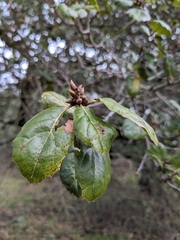 Quercus parvula