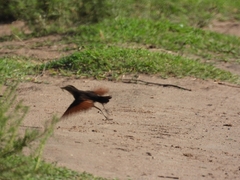 Hymenops perspicillatus