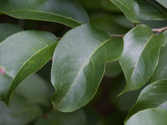 Casearia rupestris