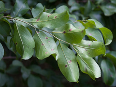 Casearia rupestris