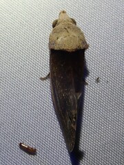 Gonodonta