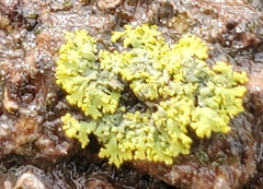 Candelaria concolor