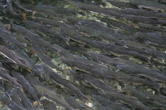 Oncorhynchus gorbuscha