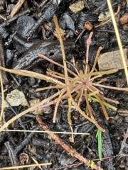 Claytonia exigua