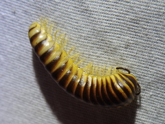 Rhysodesmus texicolens